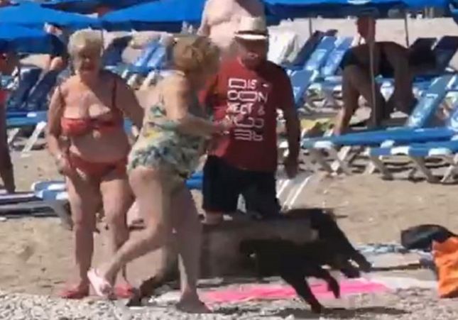 Jabali Ataca Playa Valencia