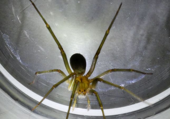 Araña rincon 1 Araña rincon 1