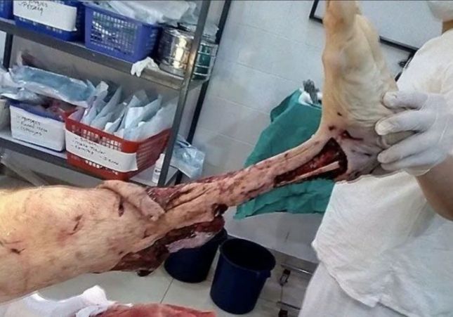 hueso pierna ladrona argentina hueso pierna ladrona argentina