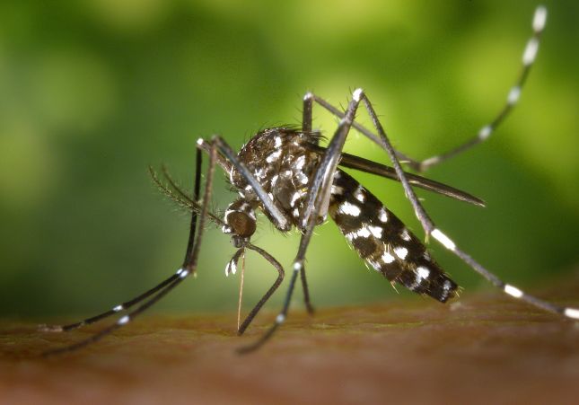 Mosquito Tigre Pixabay Mosquito Tigre Pixabay