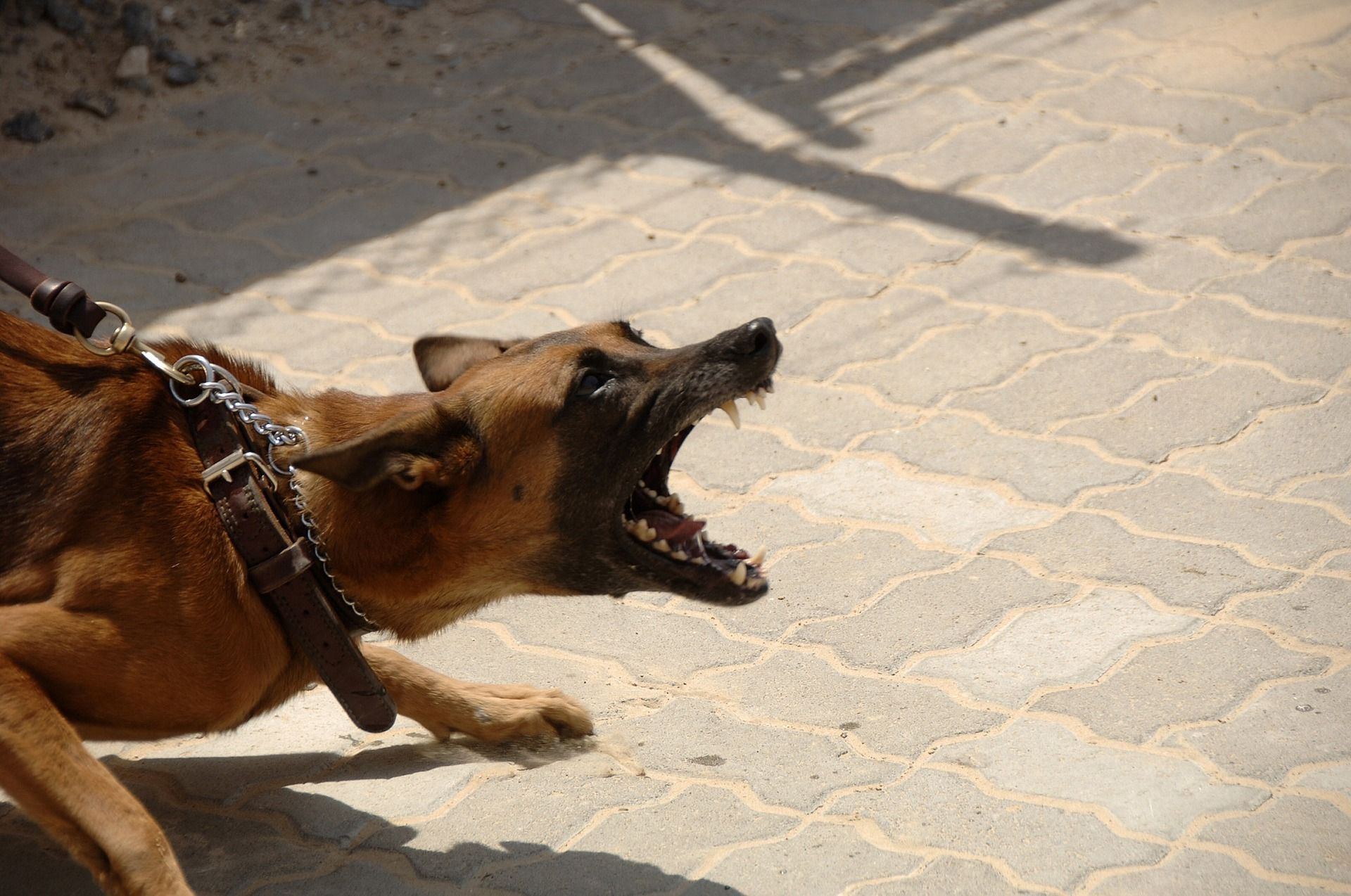 gos violent bordant - pixabay