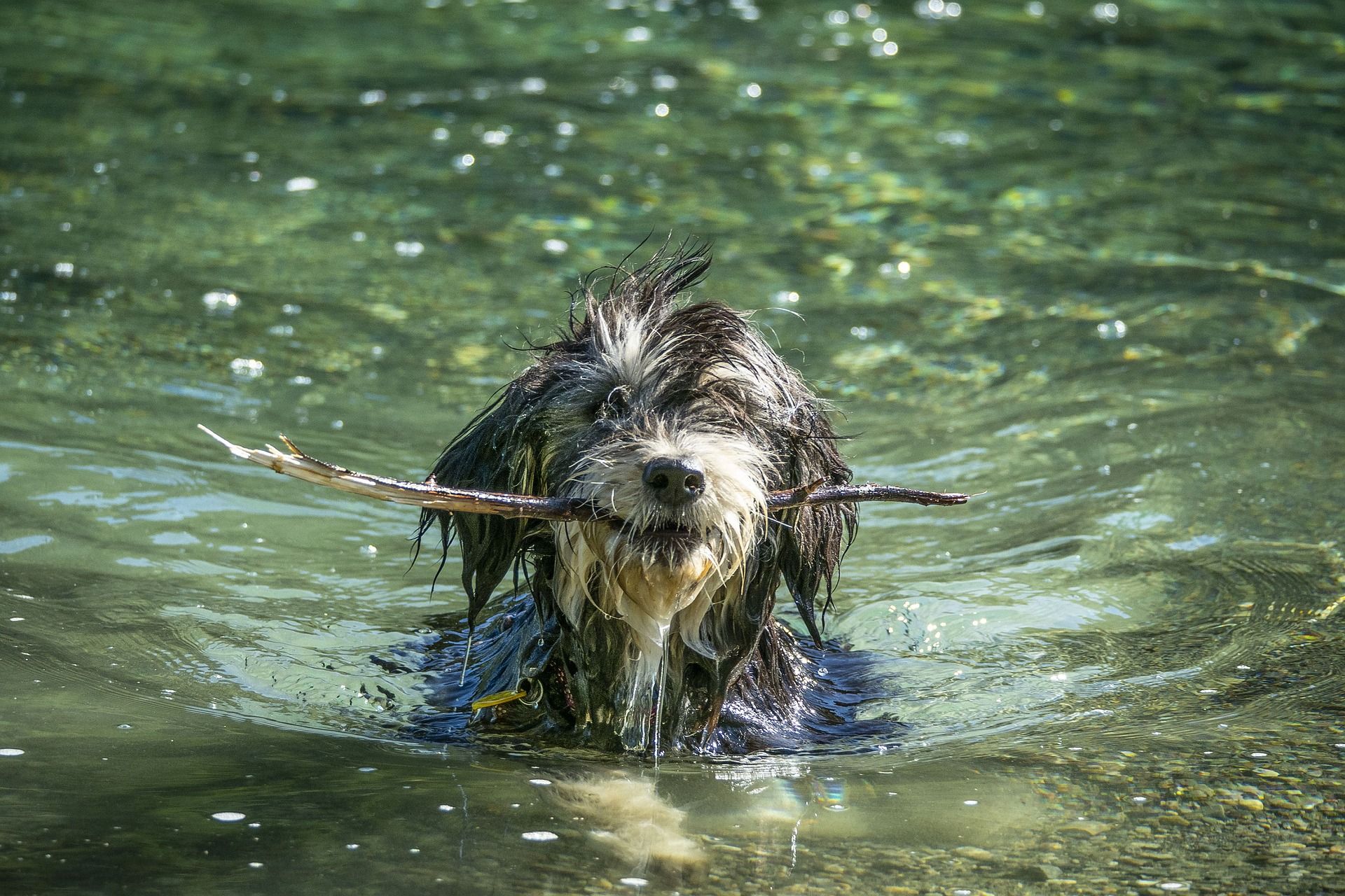 gos nadant - pixabay