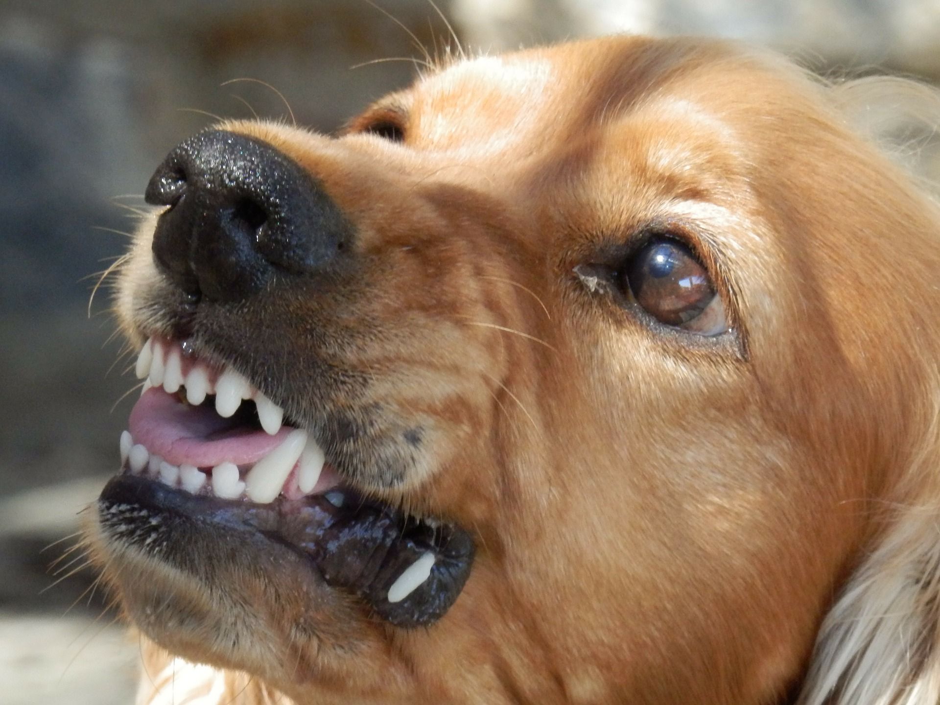 gos agressiu dents - pixabay