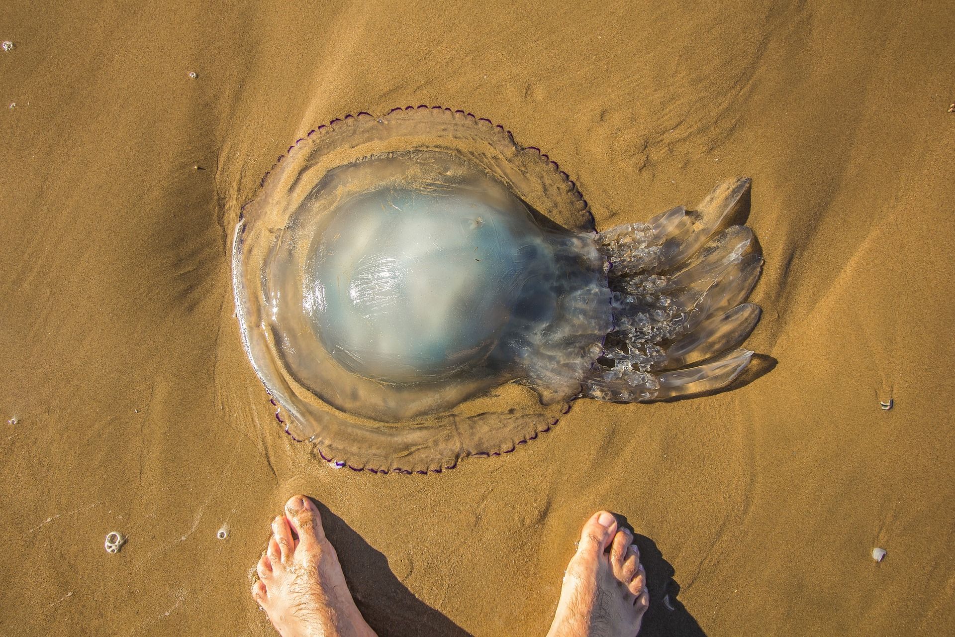 medusa platja - pixabay
