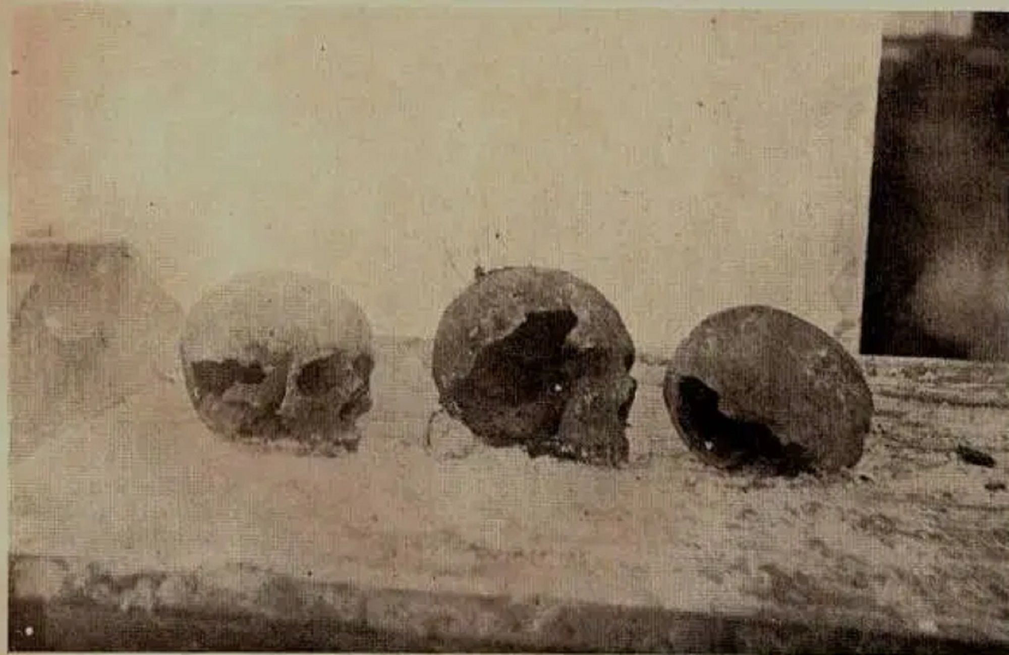 Cranis de tres de les víctimes desenterrades al Huerto del Francés Criminalia