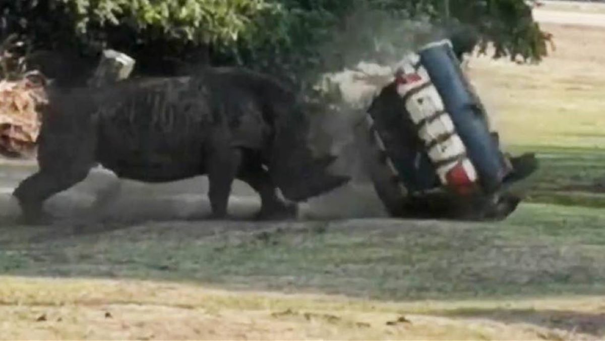 Rinoceronte embiste coche