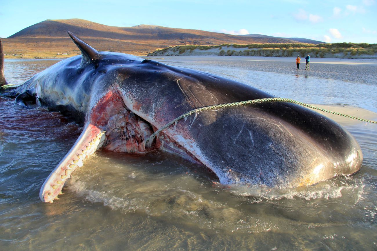 Ballena muerta Isla de Harris / Scottish Marine Animal Stranding Scheme