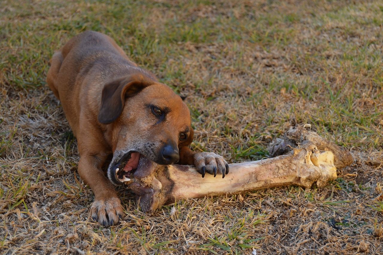 Perro comiendo un hueso / Pixabay