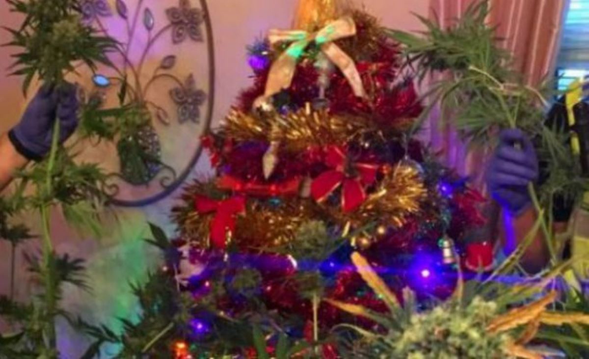 La planta de marihuana decorada como árbol de Navidad