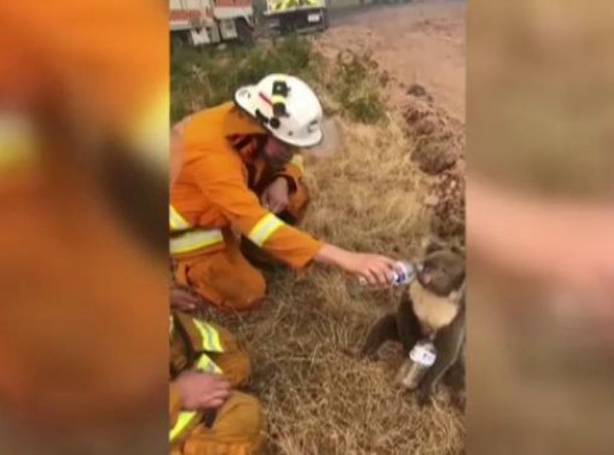 Bombero dando agua koala (Australia)