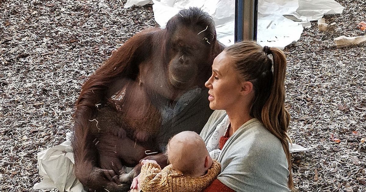 La orangután, Gemma y el pequeño Jasper / Facebook