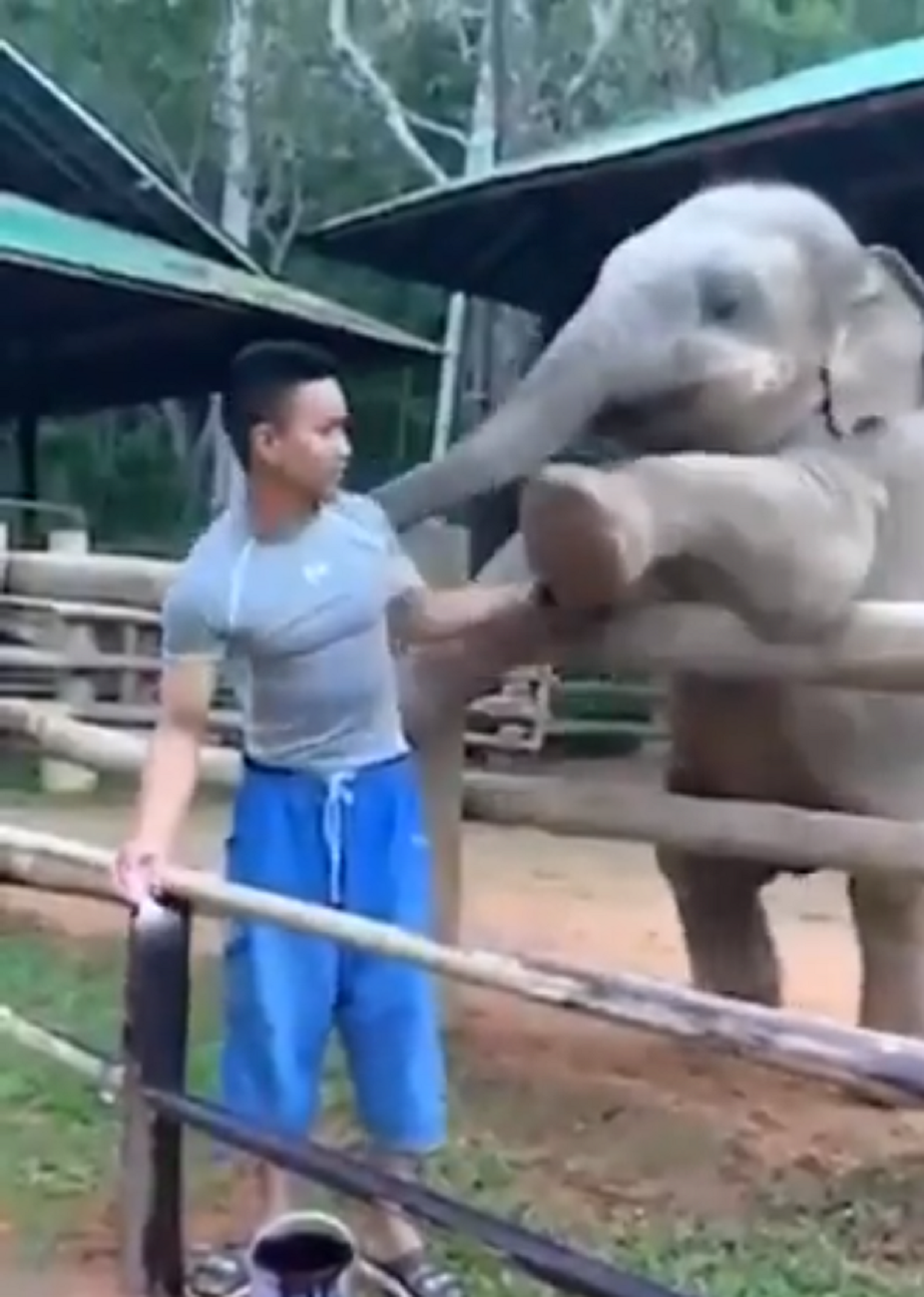 Elefante jugando / Twitter