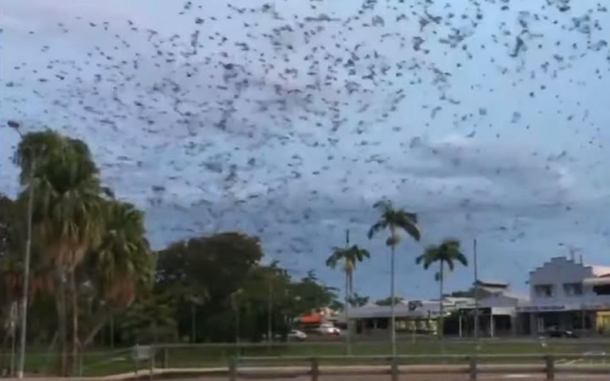 Murciélagos invaden pueblo