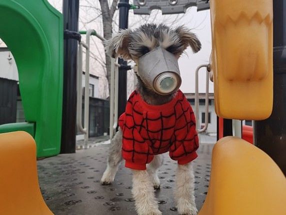 Perro con protección / Weibo