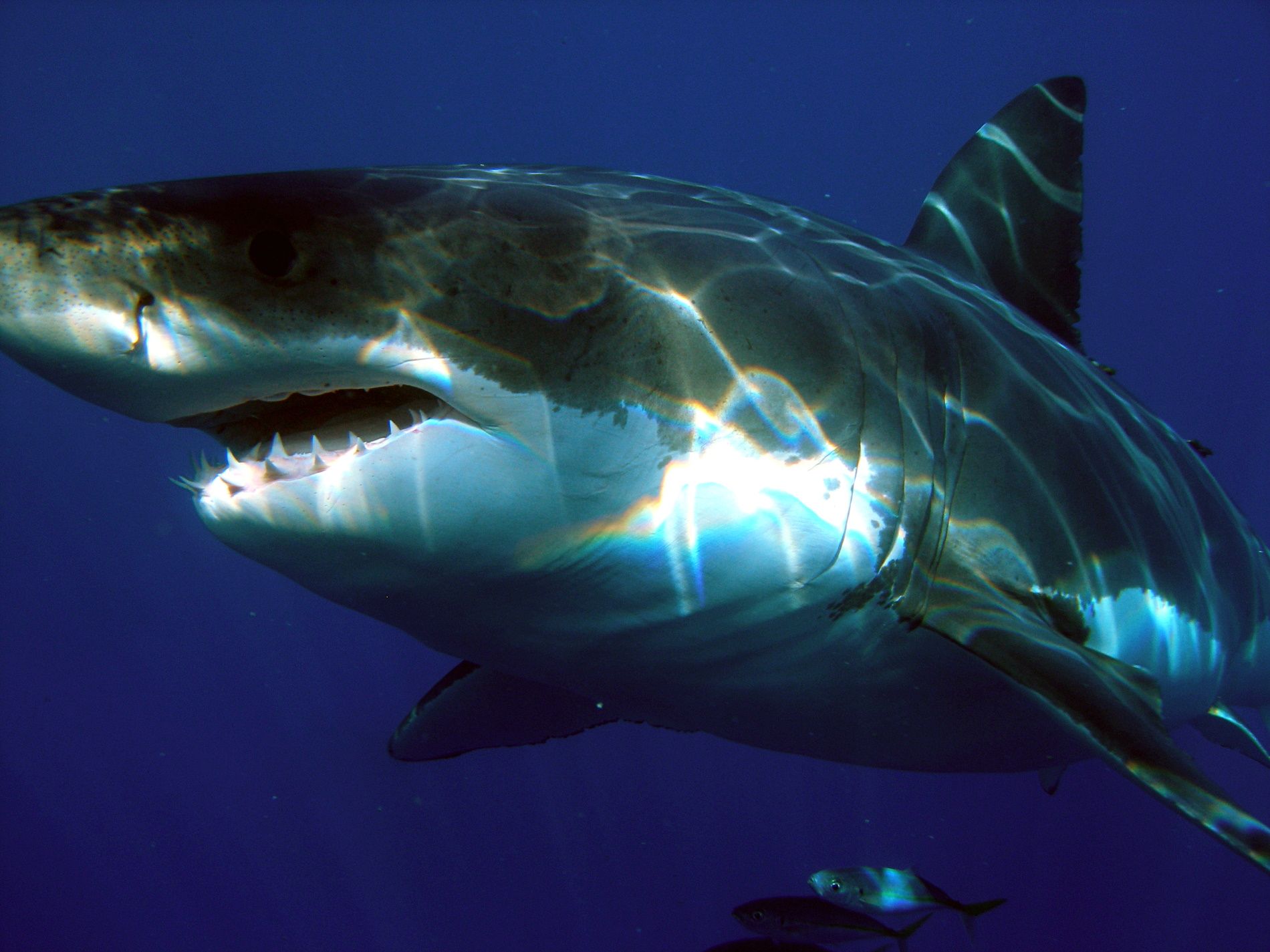 Tiburón blanco / Wikipedia