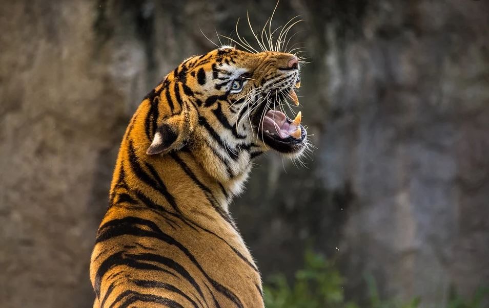 Tigre / Pixabay