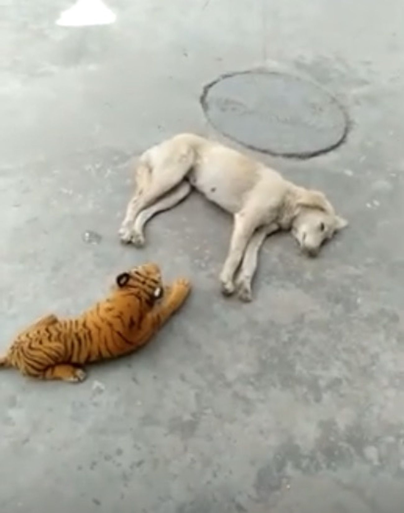 Perro y tigre de peluche / YouTube