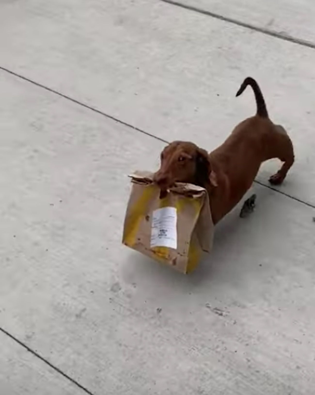 Perro salchicha reparte comida / YouTube