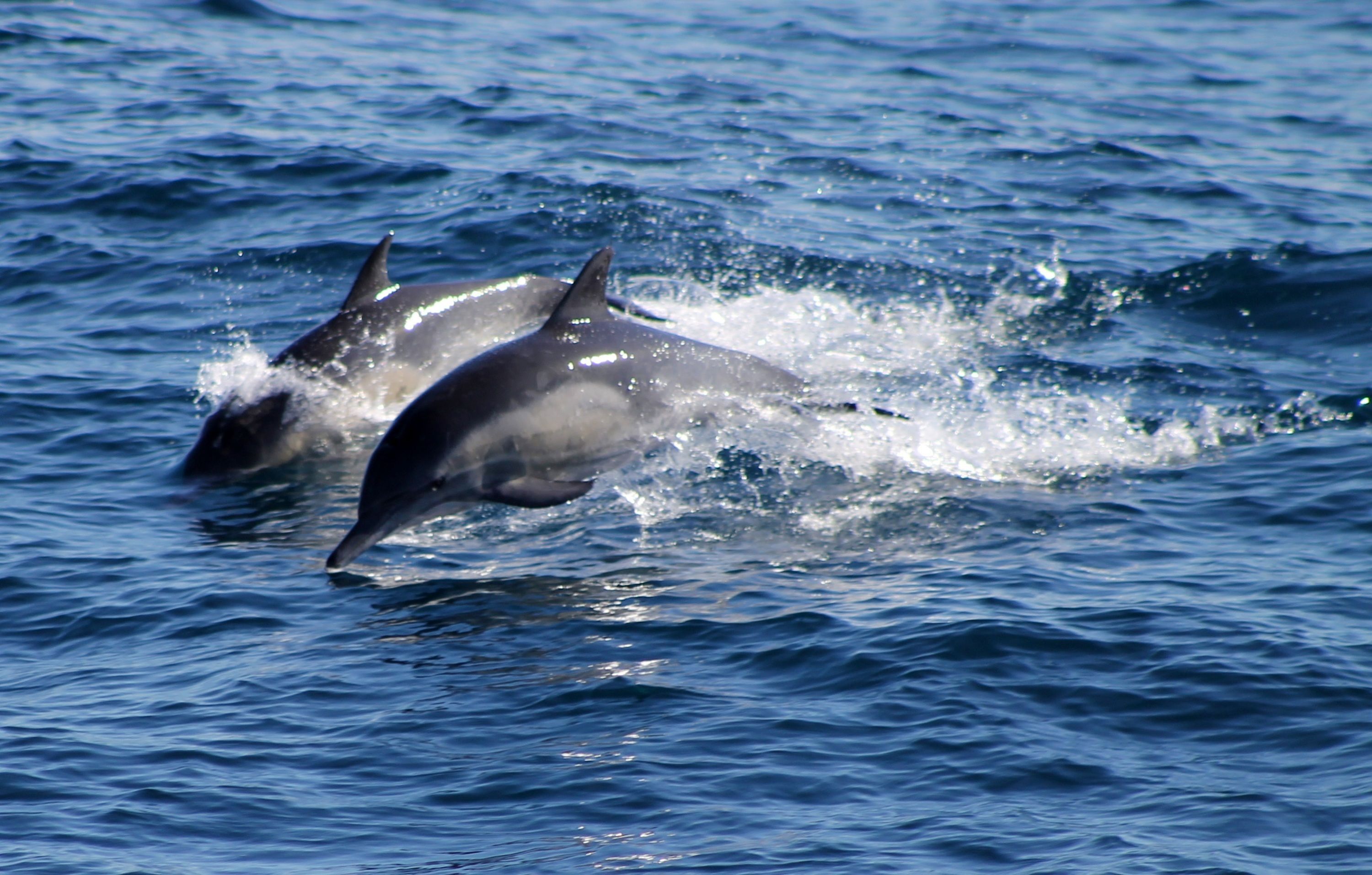 Delfines en la playa de Tarragona / Europa Press
