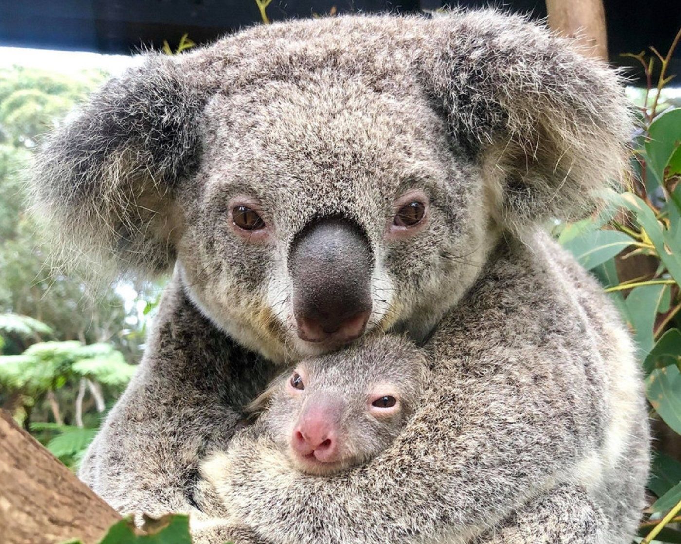 Koala / Australian Reptile Park