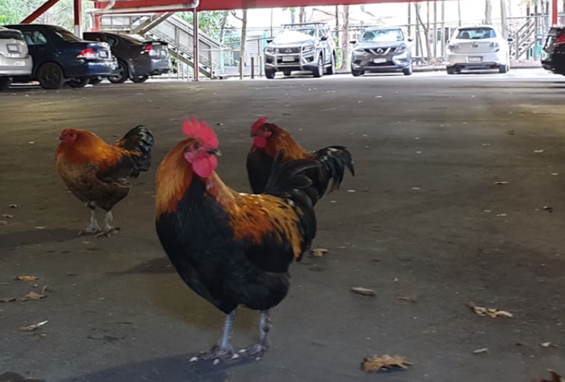 Pollos y gallinas salvajes / Foto: RNZ YouTube