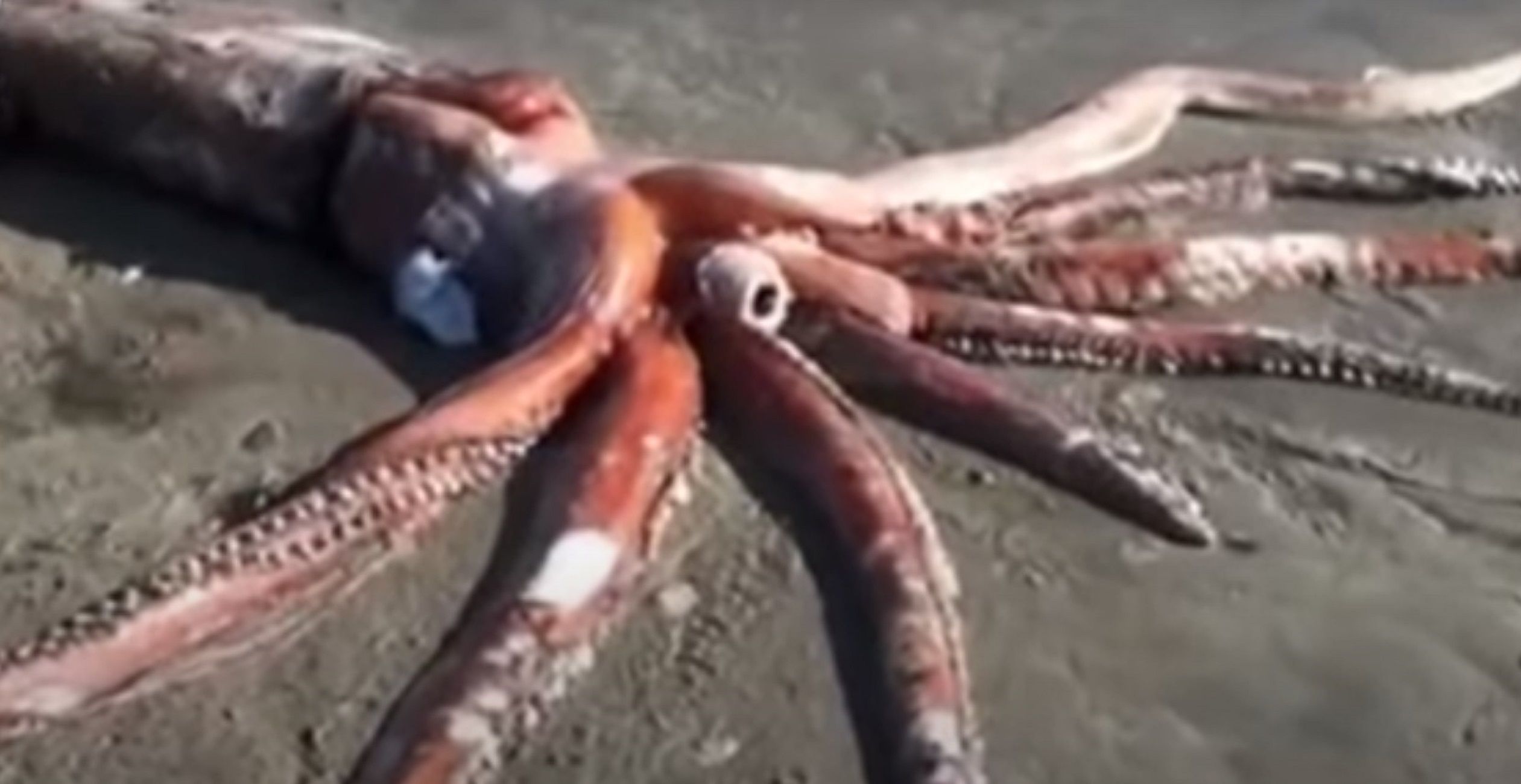 Calamar gigante / Foto: Viral story YouTube