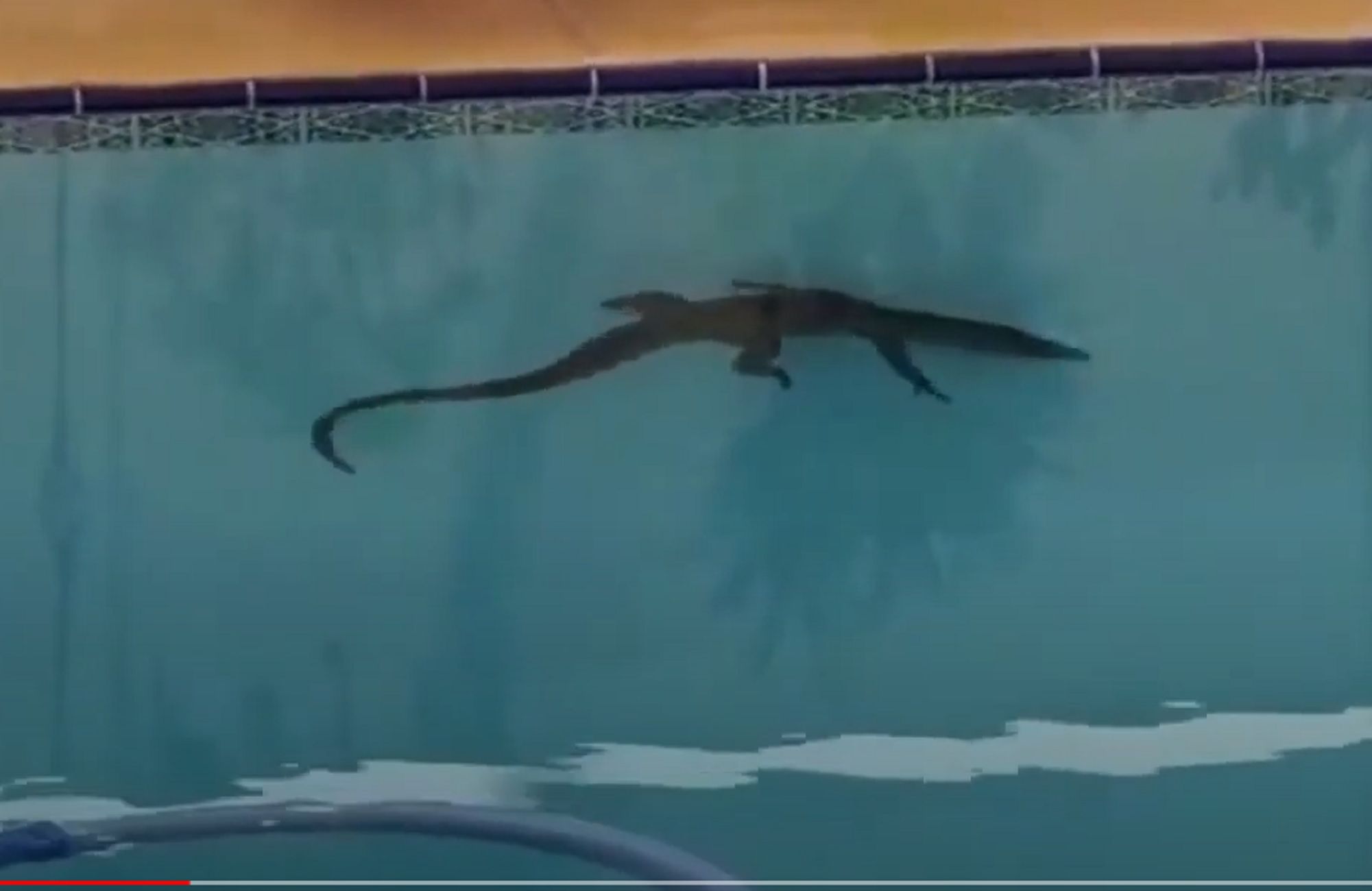 Cocodrilo piscina / Foto: CBS Miami YouTube