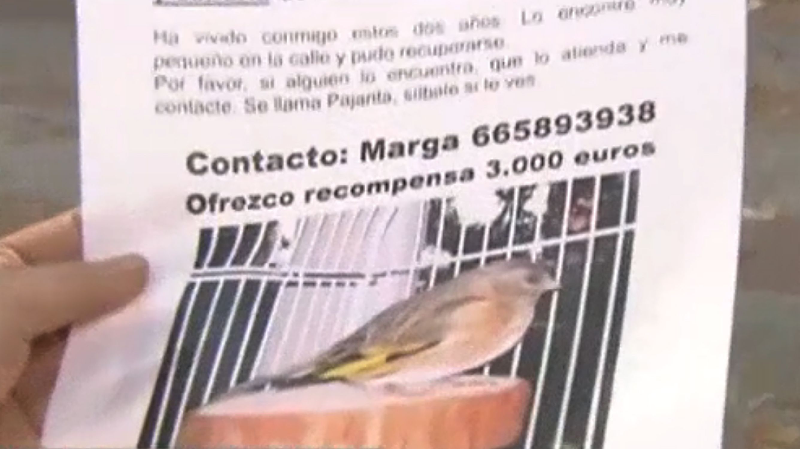 Jilguero Madrid Jilguero Madrid