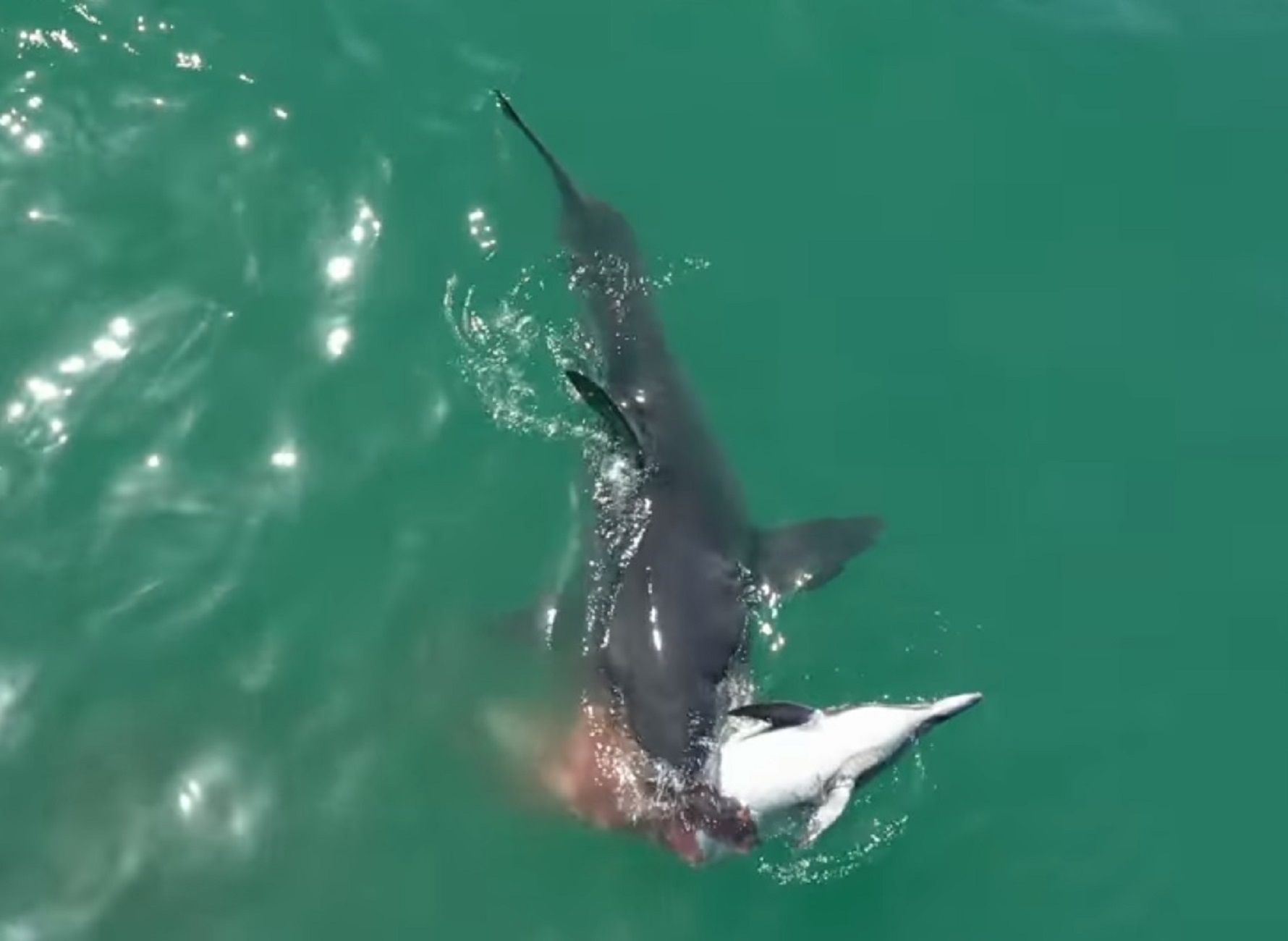 Tiburones atacan salvajemente a un delfín / El artista de Malibu_YouTube