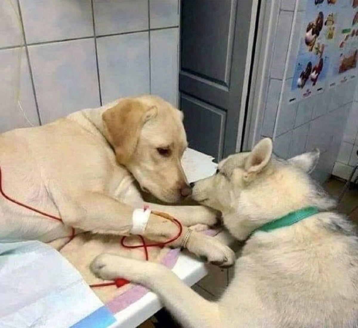 Perro veterinario / Twitter Perro veterinario / Twitter