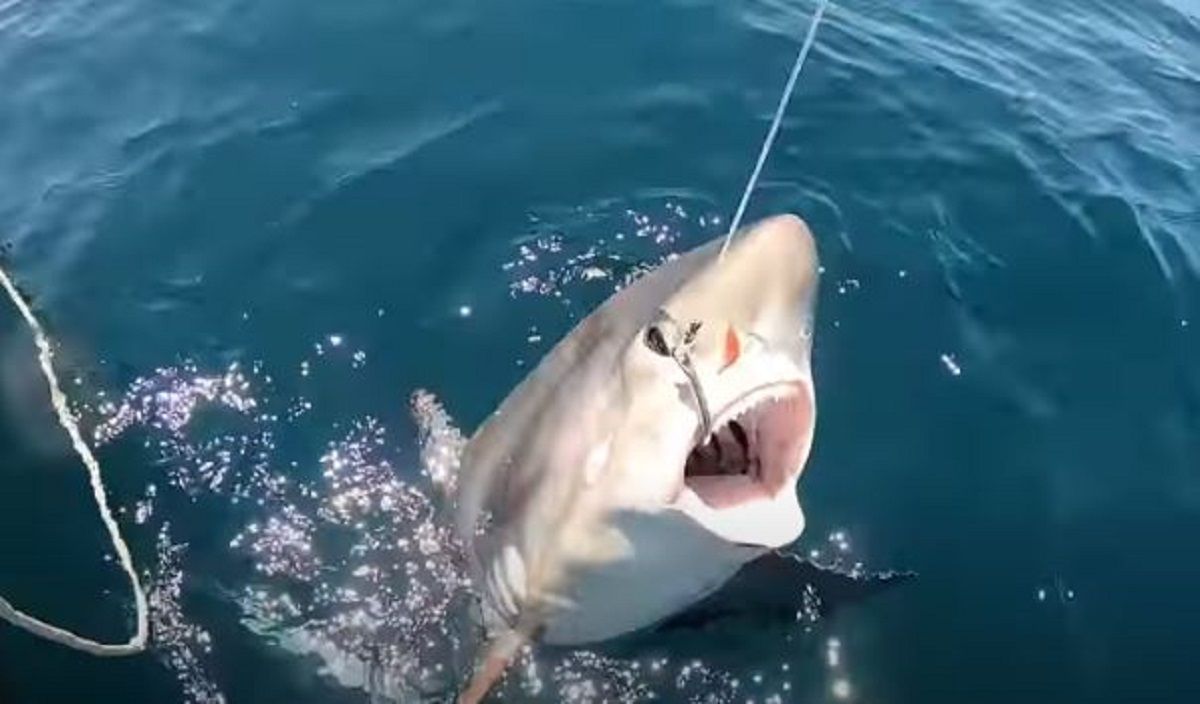 Tiburón zorro / Fuertes Fishing Tiburón zorro / Fuertes Fishing