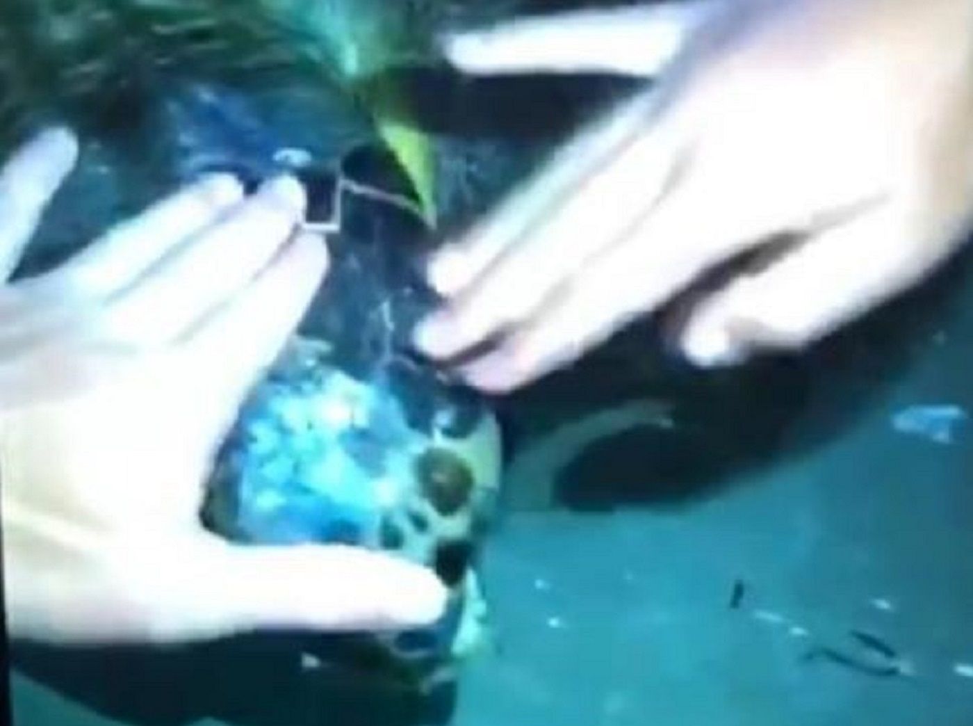 Captura vídeo tortuga / Mossos d'Esquadra