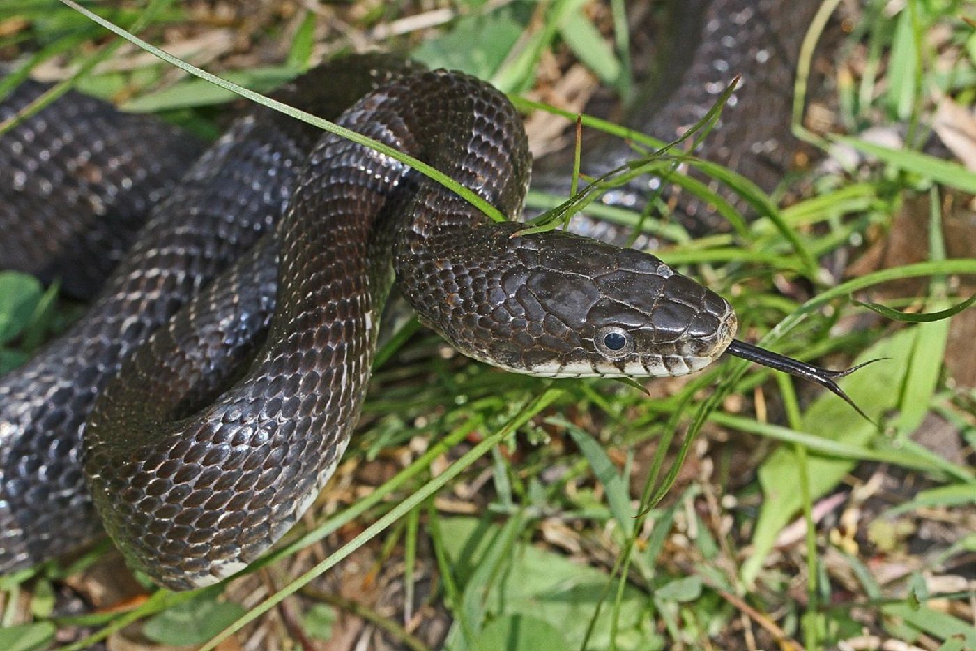 Serpiente de rata / Wikipedia