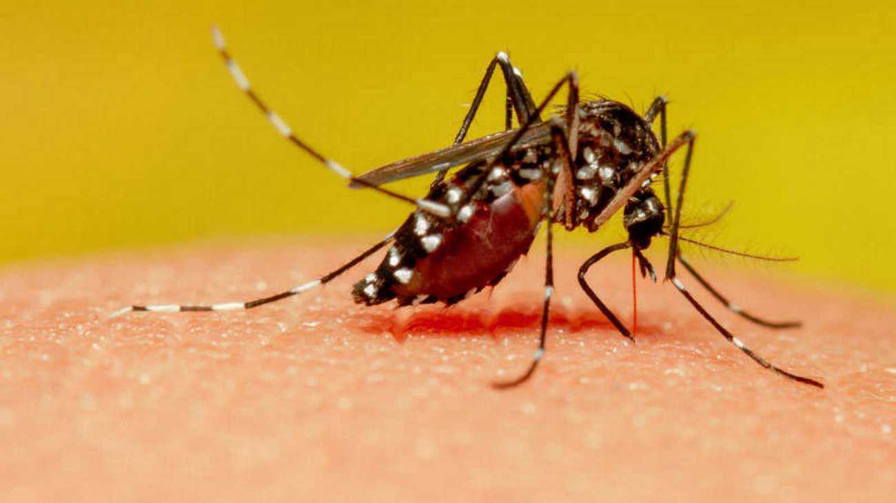 Mosquito / Wikipedia