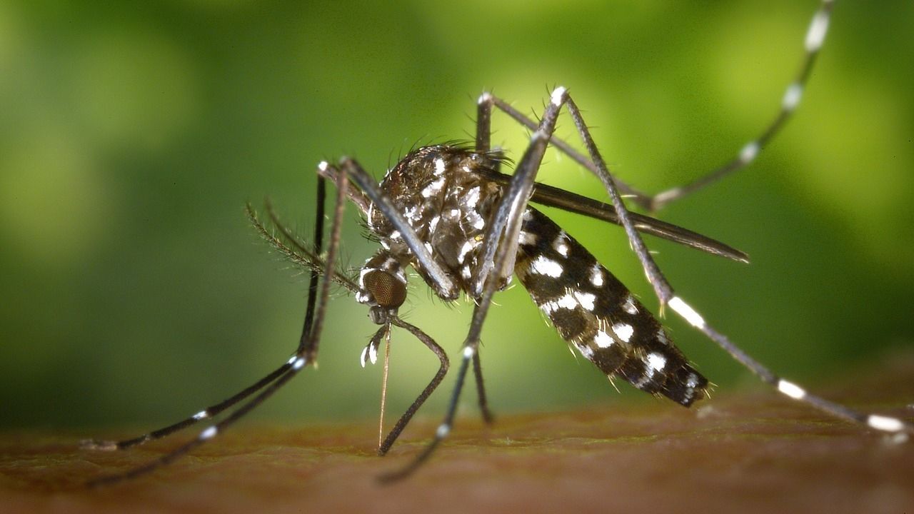 Mosquito / PxHere