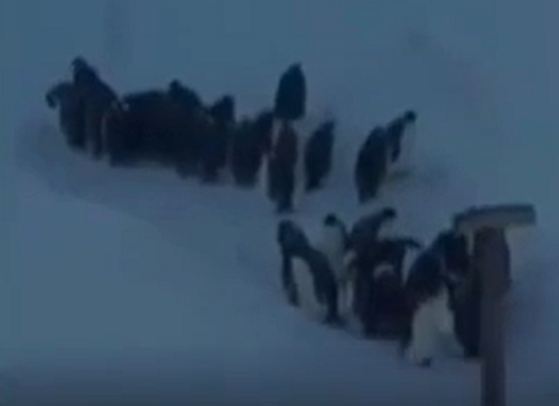 Pinguinos / BBC