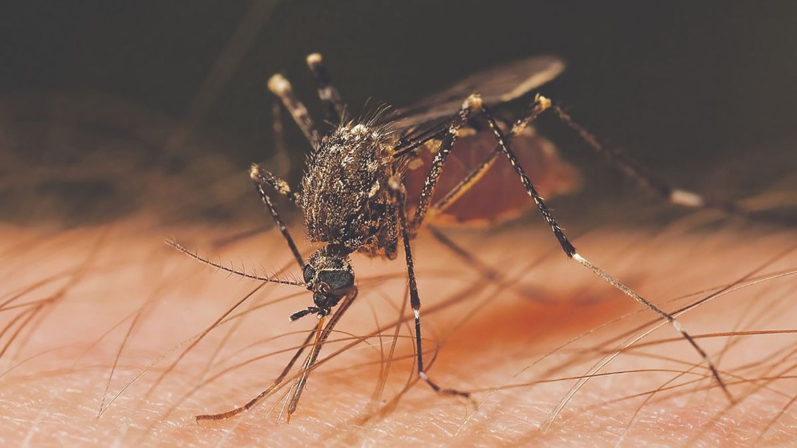 Virus Mosquito Nilo Occidental