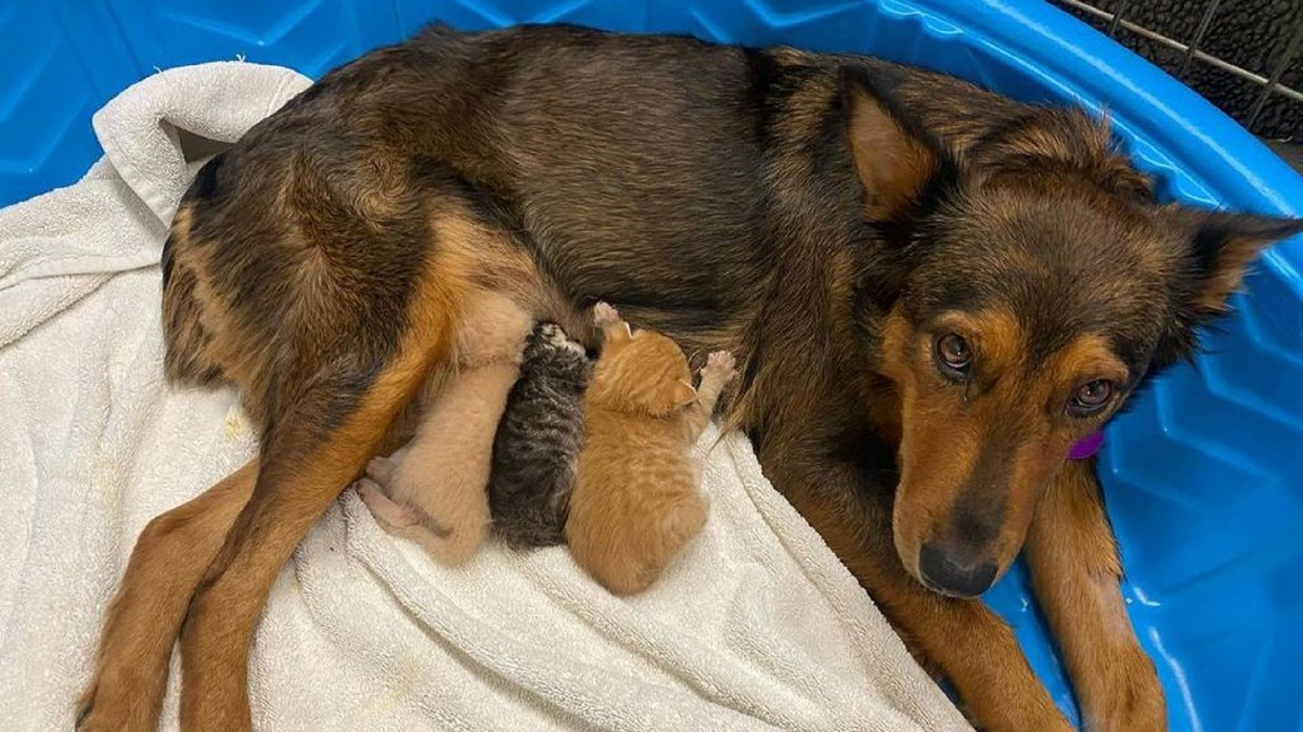 Una perra adopta a tres gatitos / Sunshine Dog Rescue