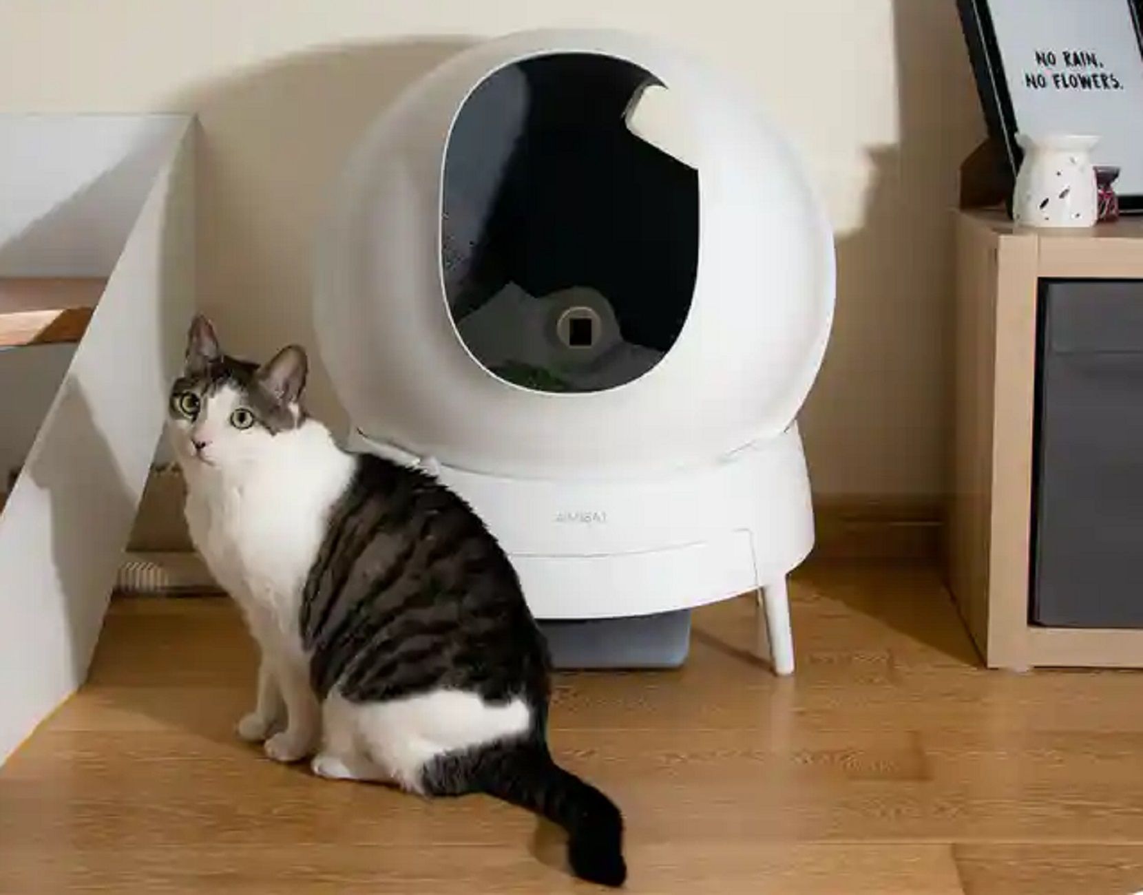 Limpiador automatico gato