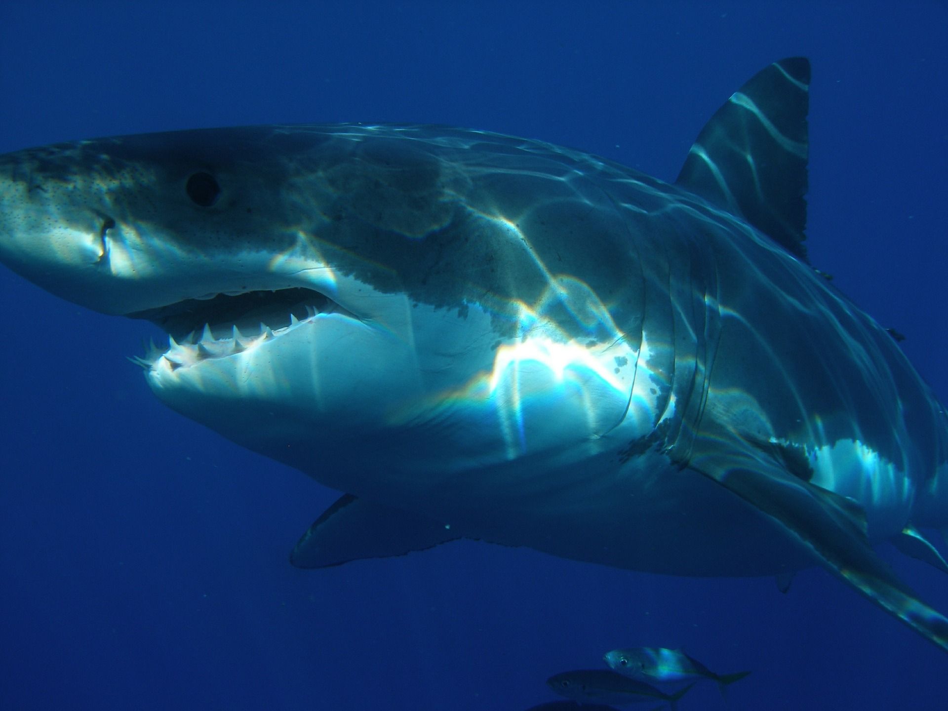 Tiburón Blanco / Pixabay