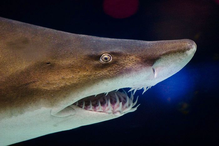 Tiburón nodriza / Wikimedia Commons