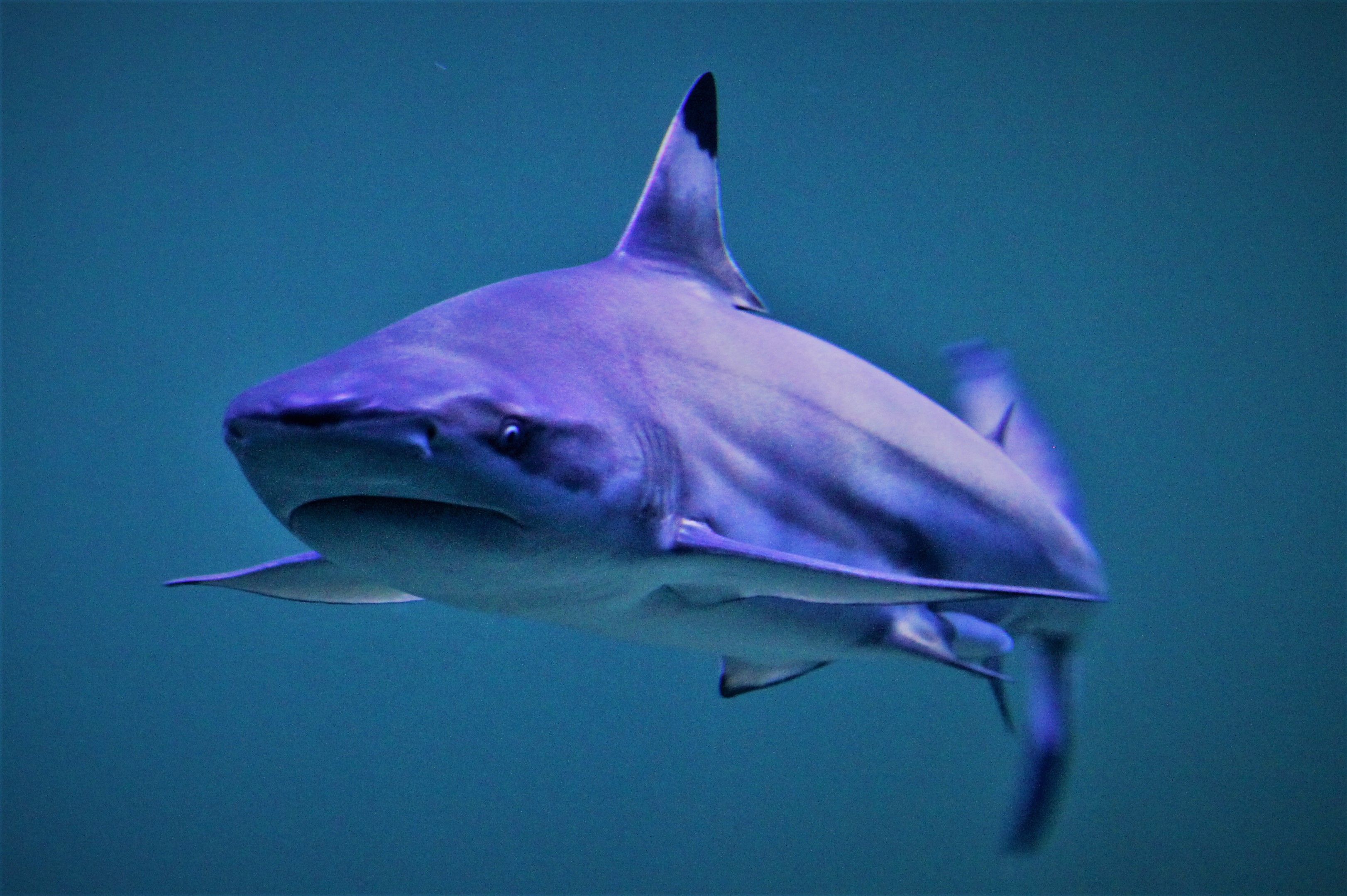 Tiburón / Wikipedia