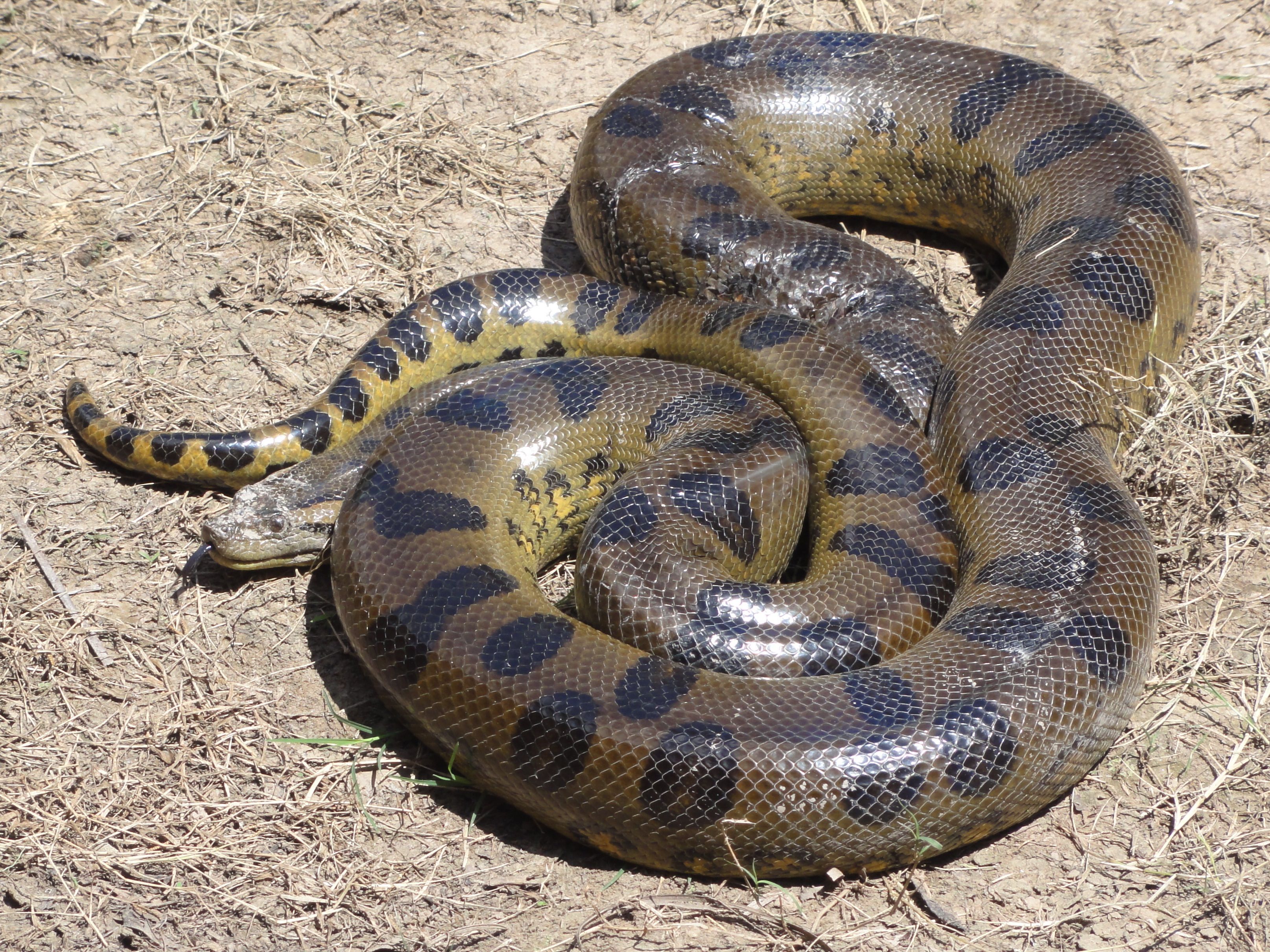 Serpiente Anaconda / Wikipedia