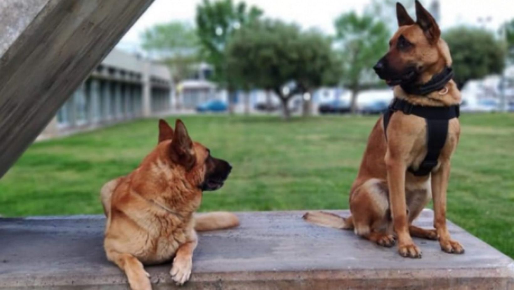 Mueren Vic y Tom, dos perros de la unidad canina de la Guardia Urbana de Barcelona / CC.OO.