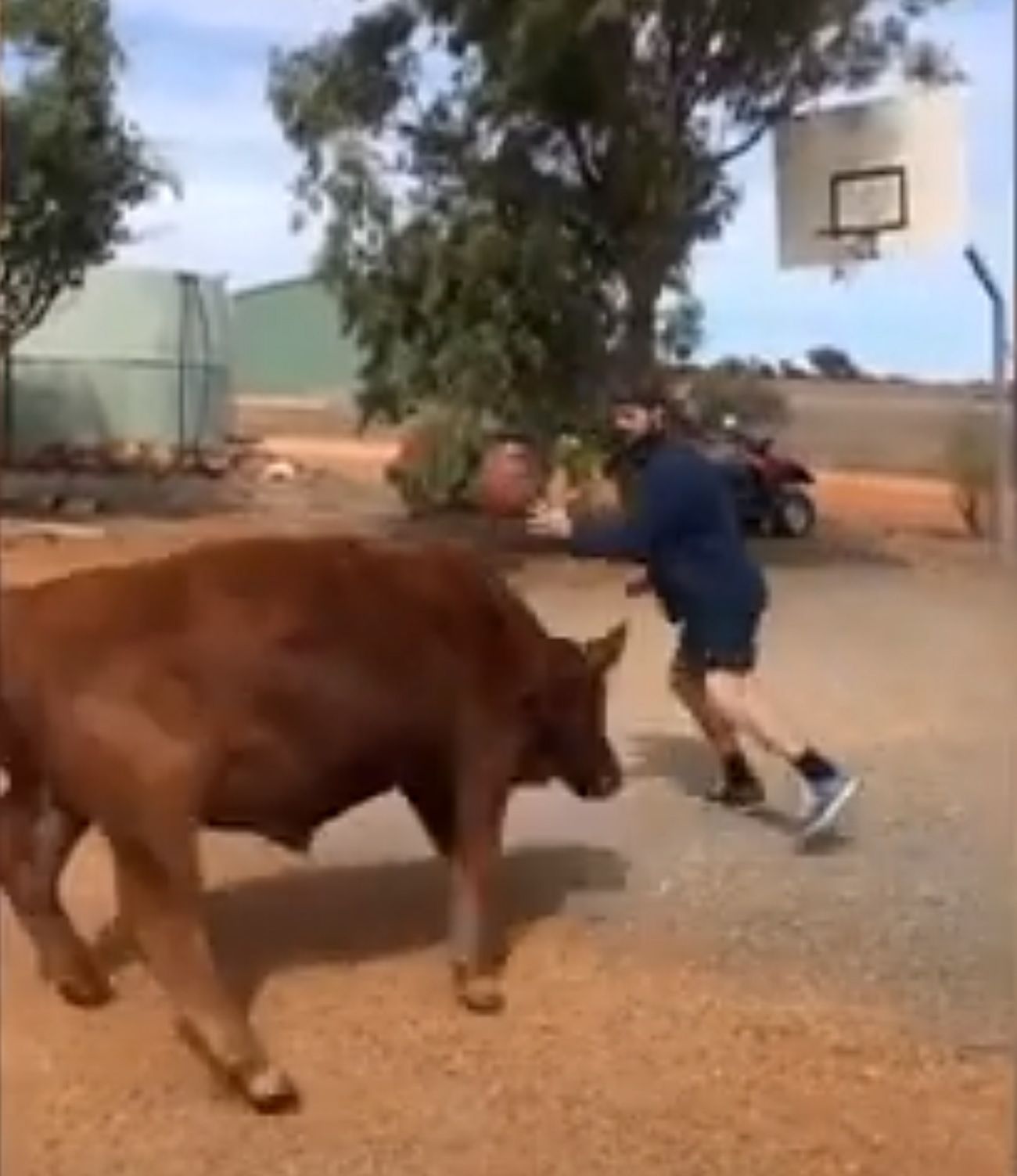 Jugar baloncesto con un toro / YouTube Videlo
