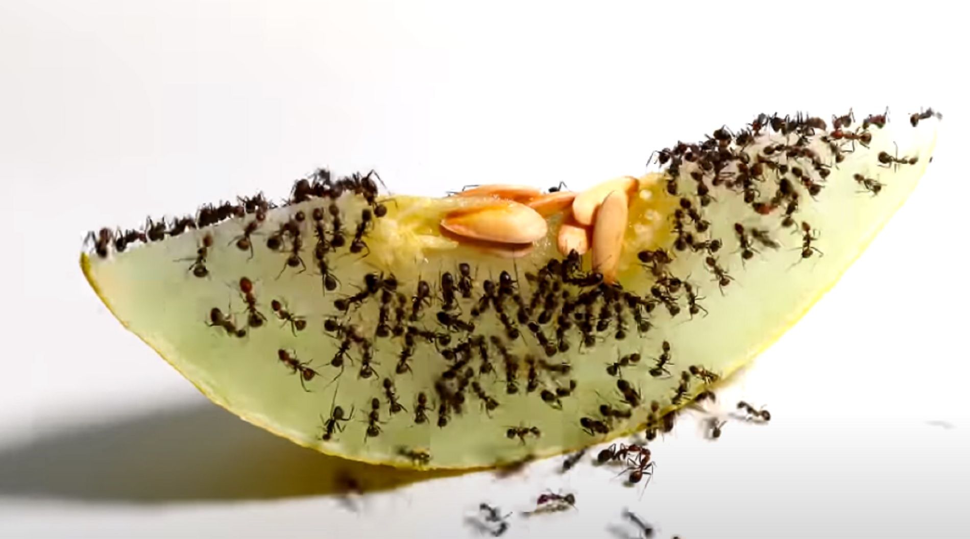 Melón con hormigas / YouTube Temponaut Timelapse