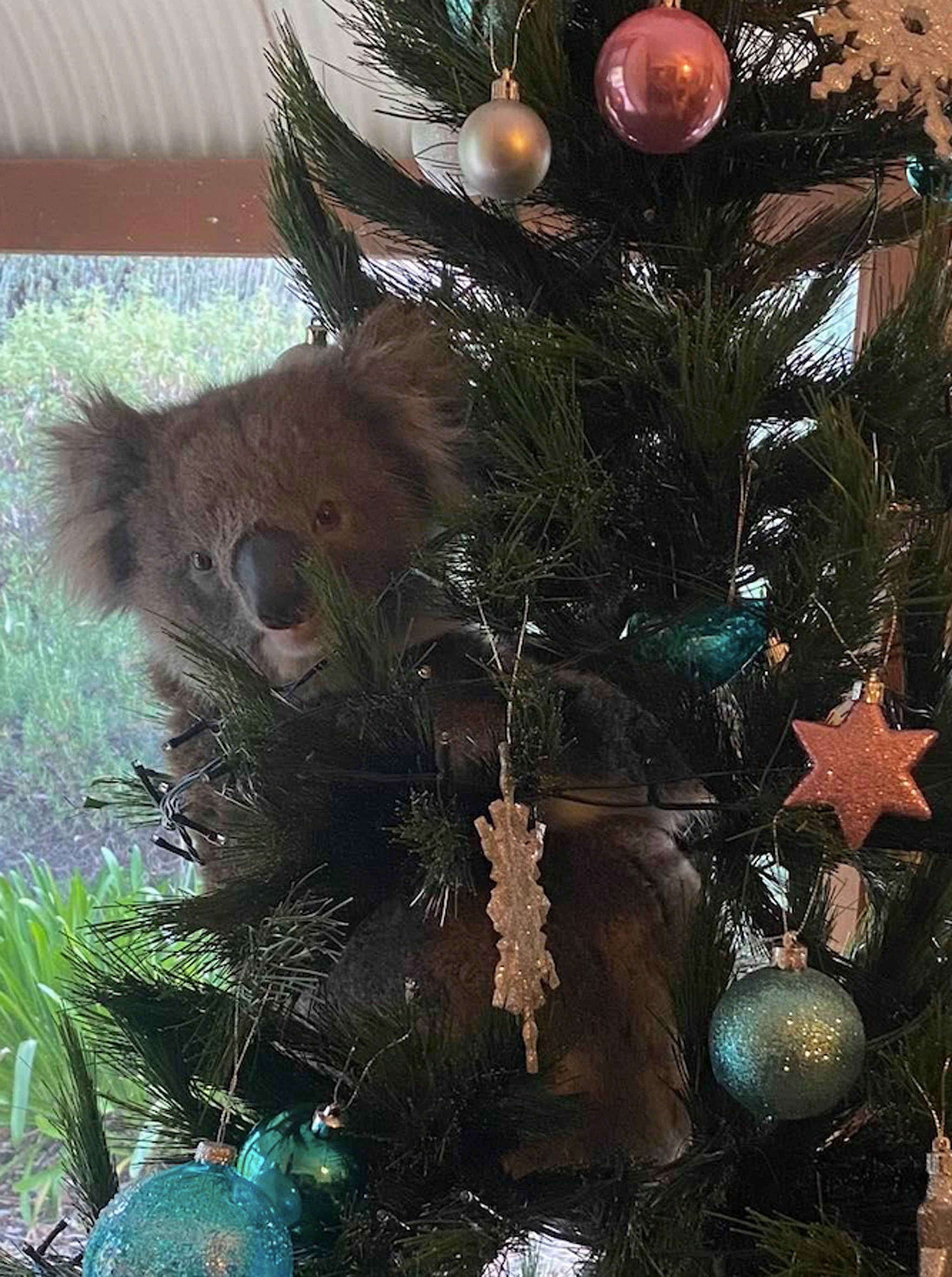 Koala en árbol de Navidad / Archivo