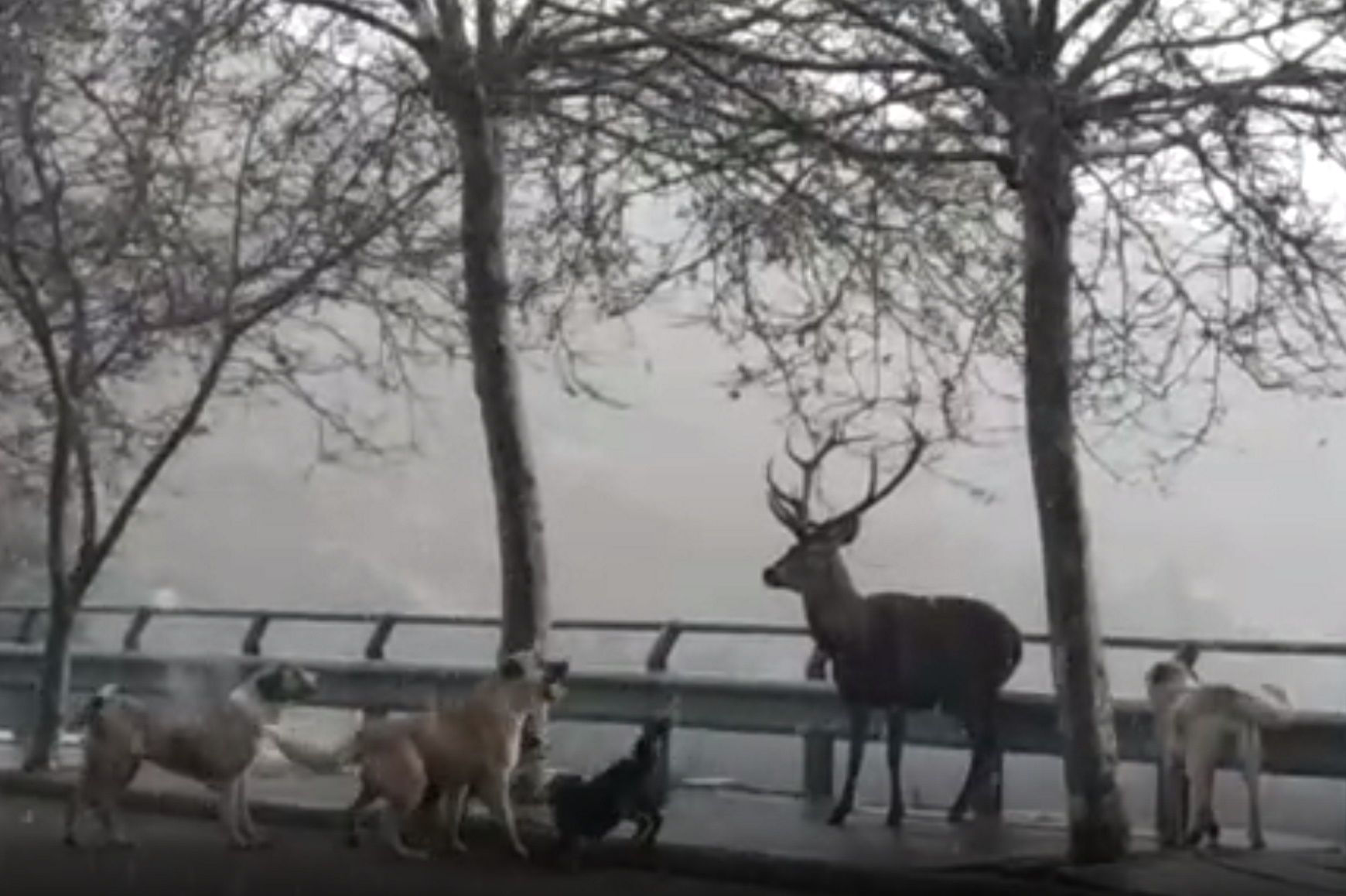 Un ciervo se enfrenta a una manada de perros / Club de Caza