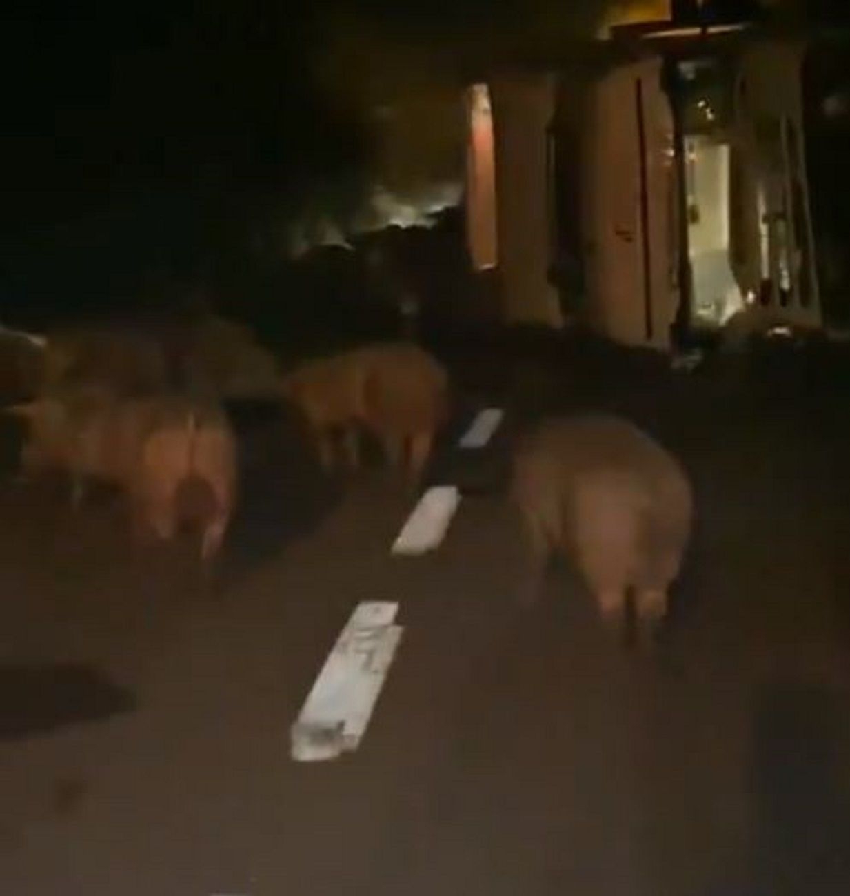 Un camión cargado de cerdos vuelca a la altura de Aiguafreda