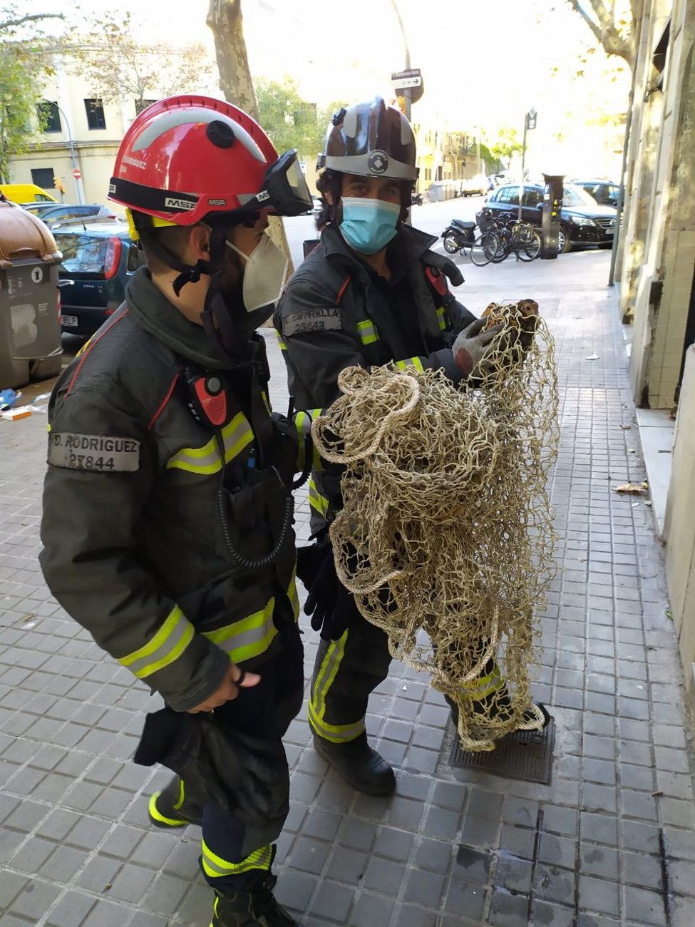 Els Bombers rescaten una gallina a Barcelona / Twitter @BCN_Bombers